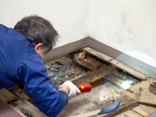 Best Best Mold Removal Companies  in New Hackensack, NY