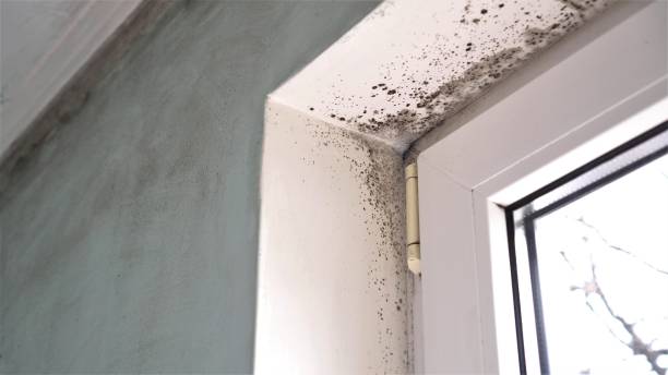 New Hackensack, NY Mold Removal Company