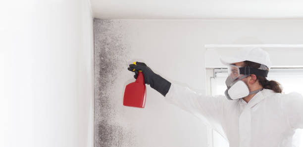 Best Emergency Mold Removal  in New Hackensack, NY