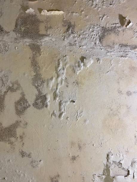 Best Certified Mold Removal  in New Hackensack, NY