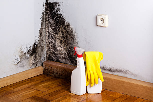 Best Office Mold Removal Services  in New Hackensack, NY