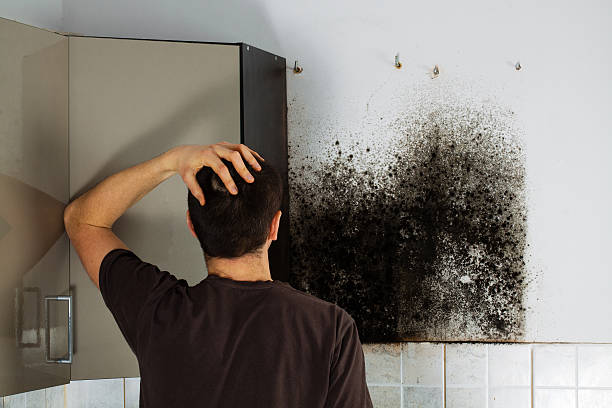 Best Mold Removal Near Me  in New Hackensack, NY