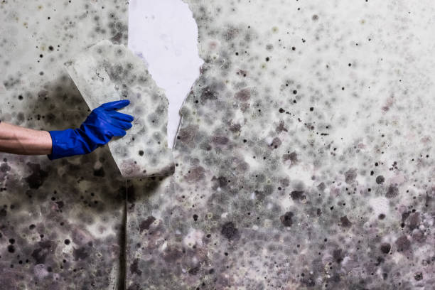 Best Fast Mold Removal  in New Hackensack, NY