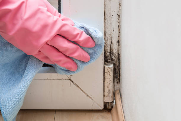 Best Mold Damage Repair  in New Hackensack, NY