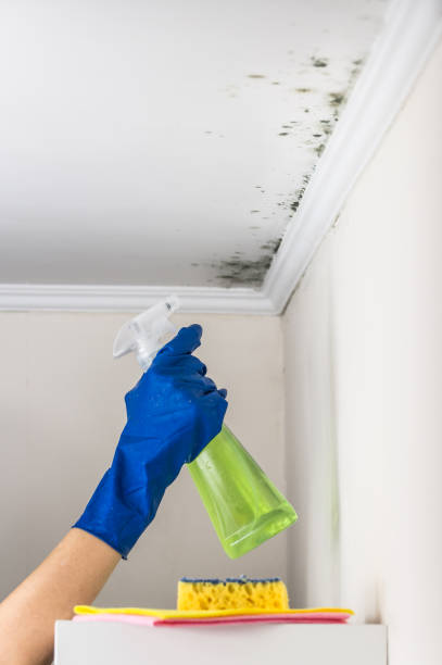 Best Commercial Mold Removal  in New Hackensack, NY