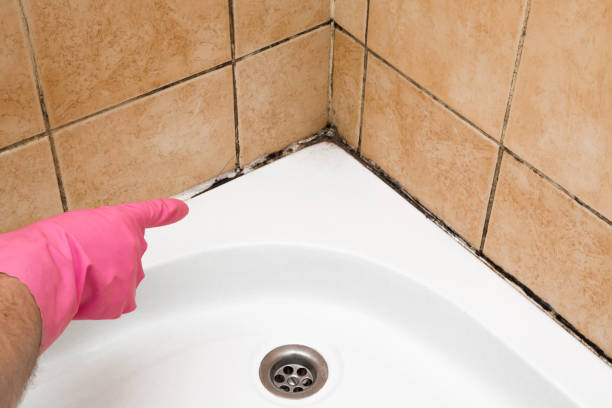 Home Mold Removal in New Hackensack, NY